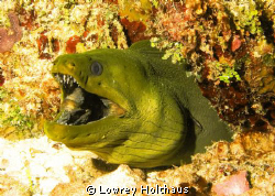 Green Moray Eel by Lowrey Holthaus 